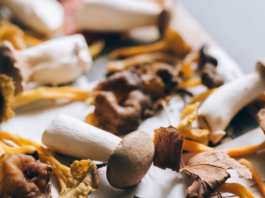 King Trumpet mushrooms