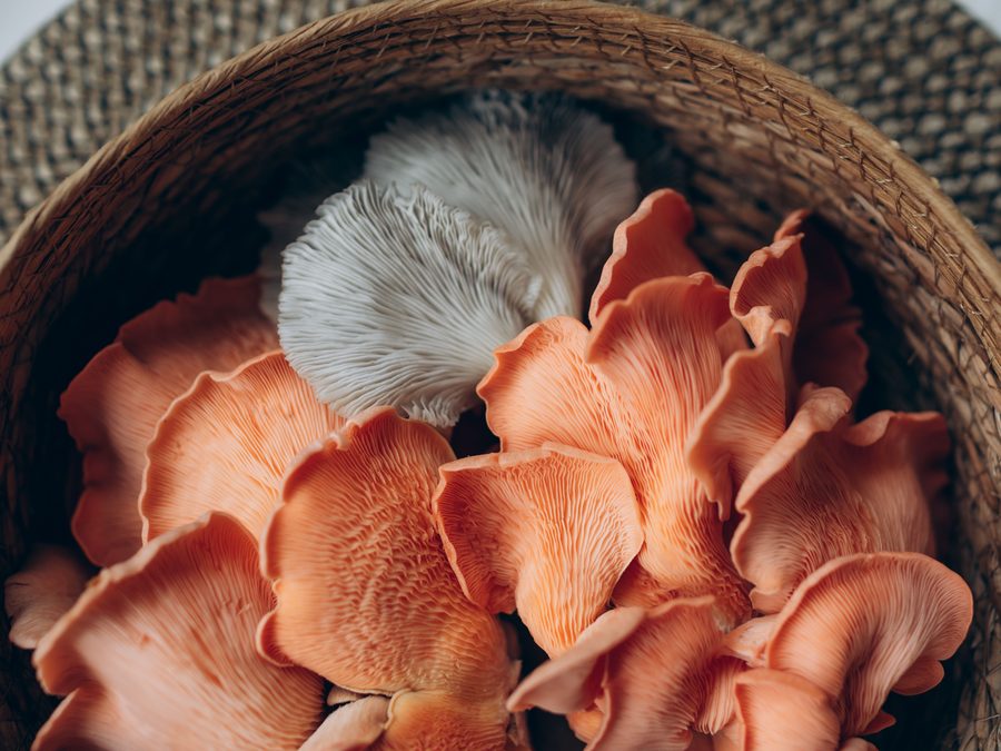 Lion's Mane mushrooms