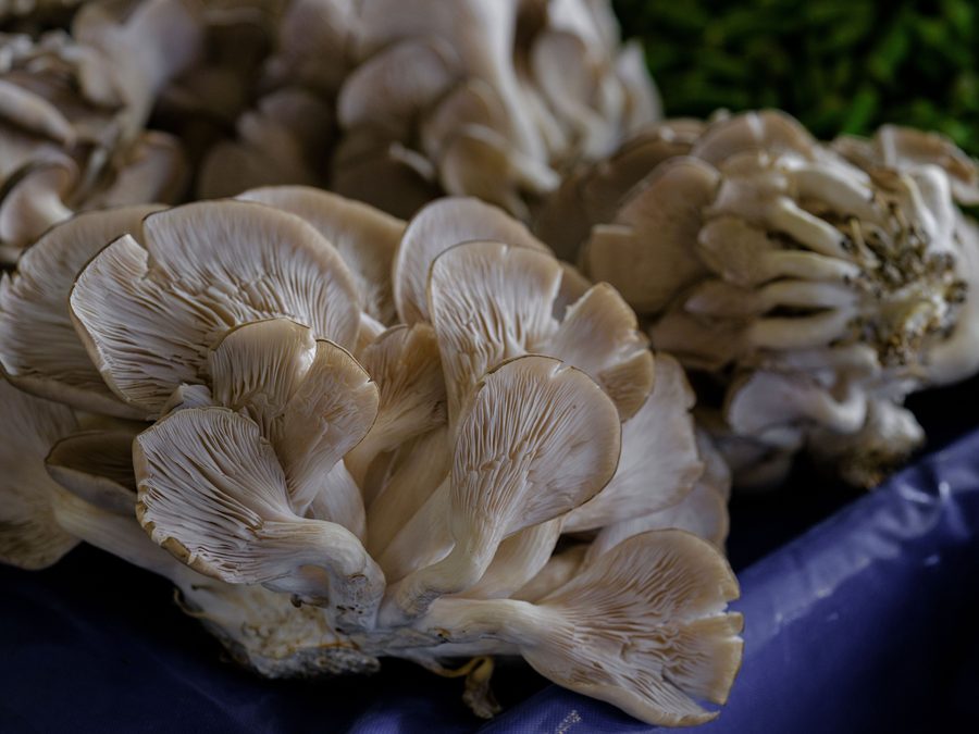 Oyster mushrooms